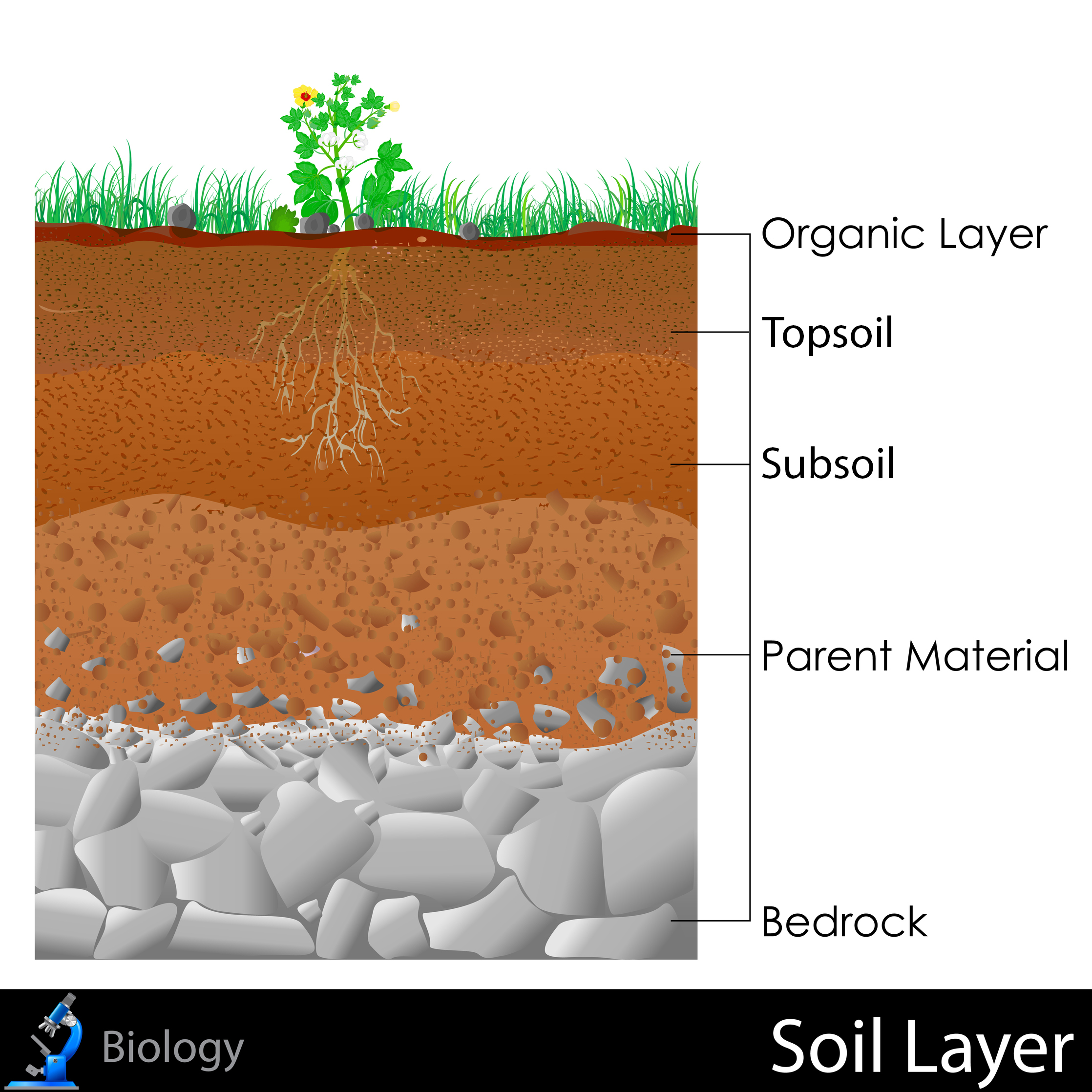 topsoil depth planting xsection