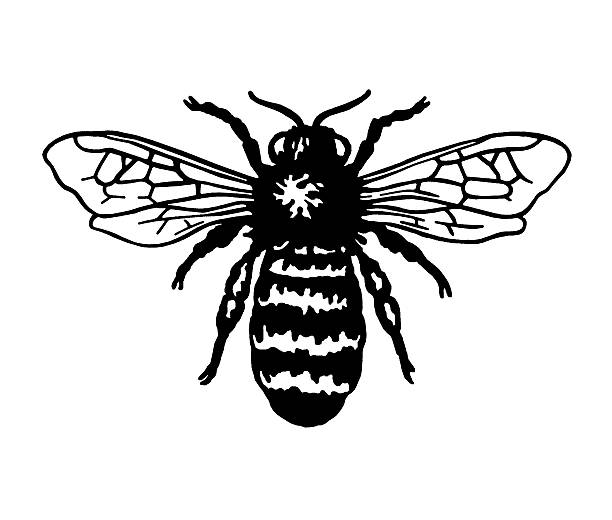 black and white striped bee
