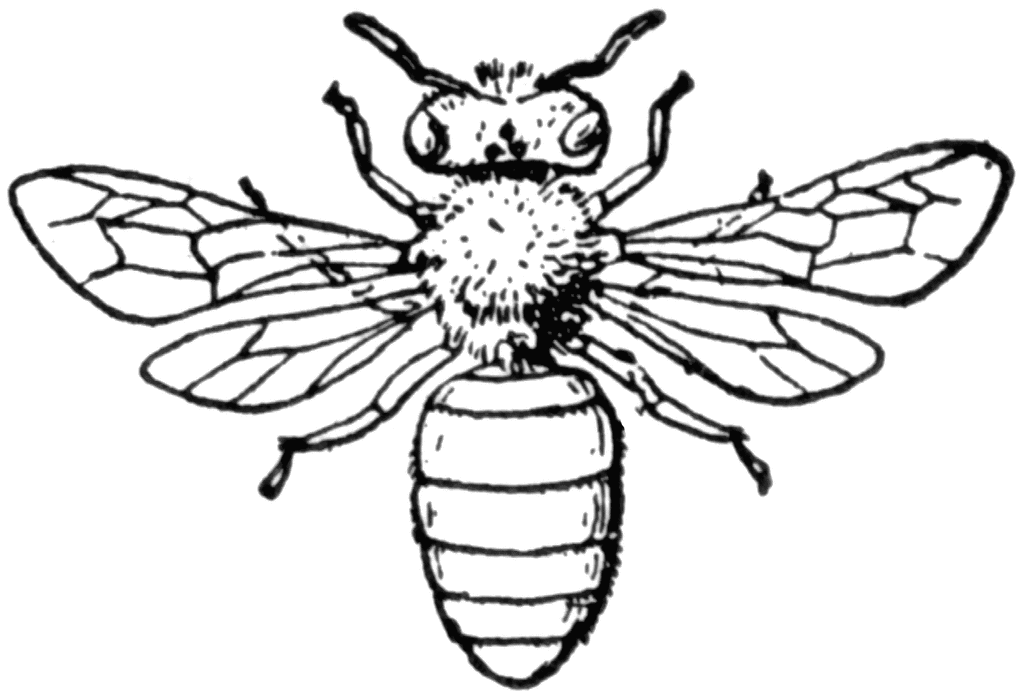 Bee Clipart Drawing.