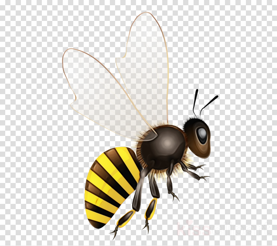 cartoon bee wings