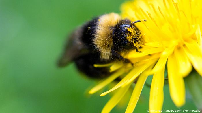 With bees on the brink, World Bee Day seeks to raise.