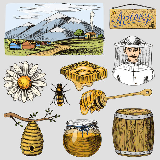 Best Beekeeper Illustrations, Royalty.