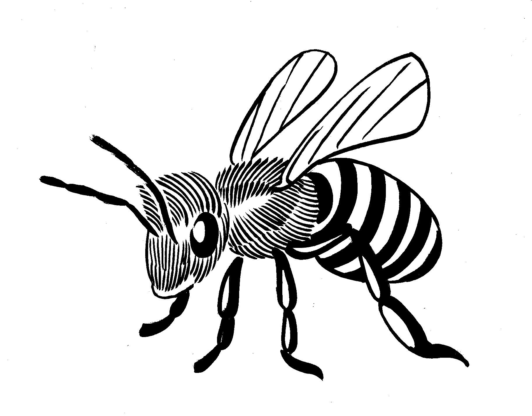 Bee Line Drawing.