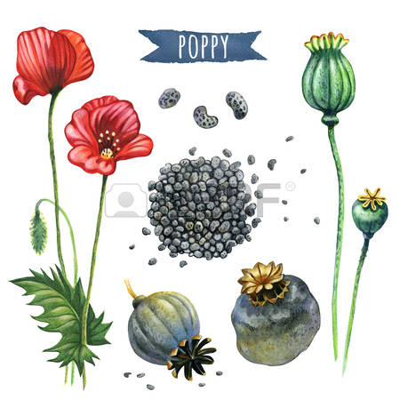 432 Opium Poppy Stock Vector Illustration And Royalty Free Opium.