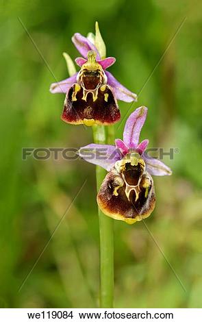 Stock Photo of Inflorescense of Bee orchid Ophrys apifera, Orchid.