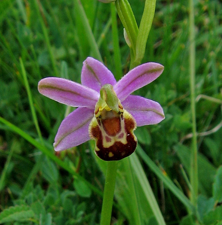 The Bee Orchid.