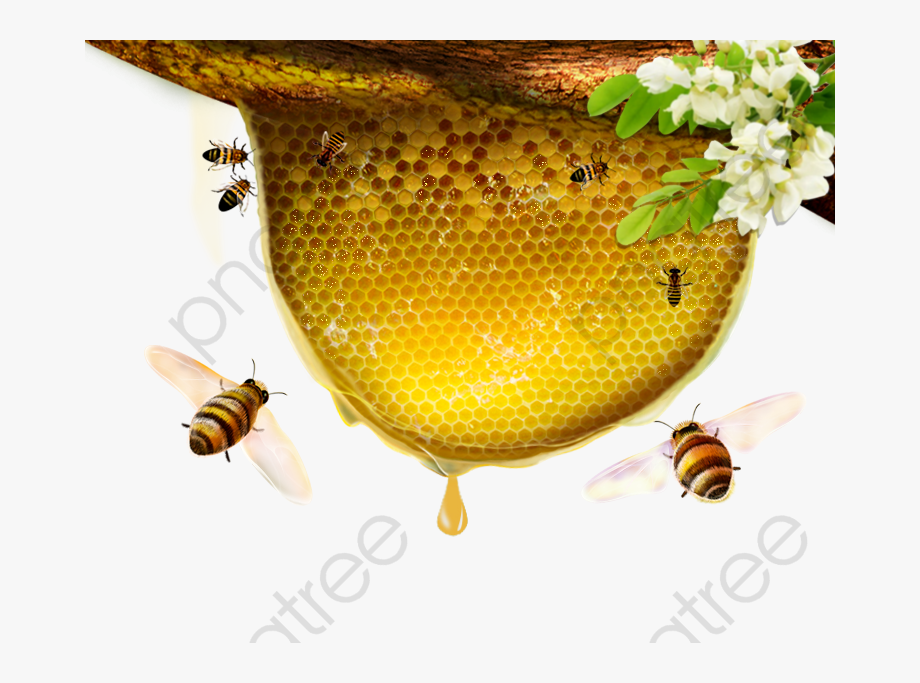 Honey Bee Hive Png, Cliparts & Cartoons.