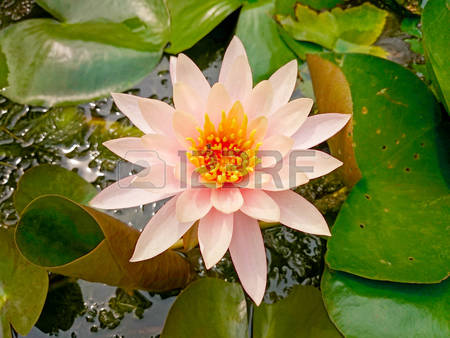 Bee And White Lotus Stock Photos Images, Royalty Free Bee And.