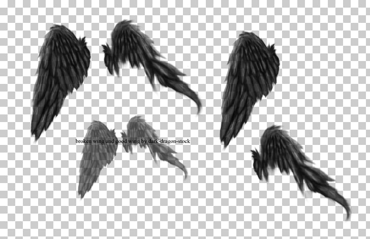 769 dark Wings PNG cliparts for free download.