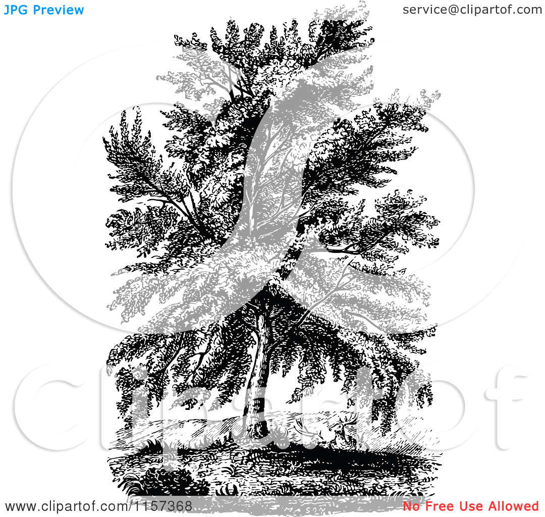 Clipart of a Retro Vintage Black and White Mature Beech Tree.