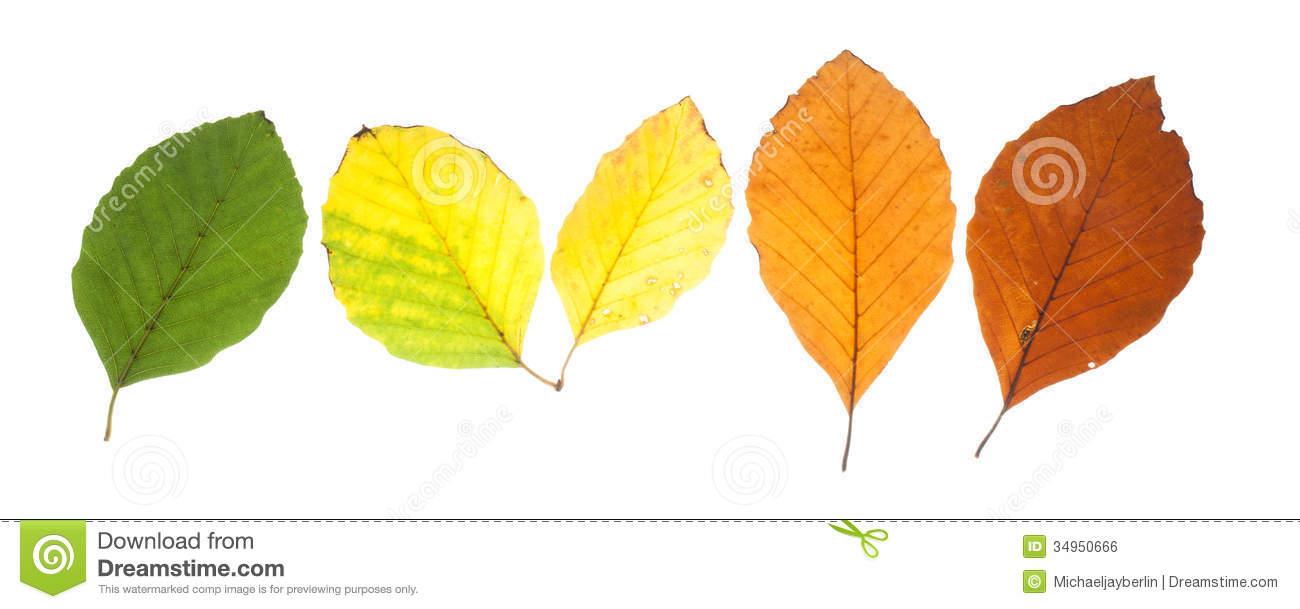 Set Of Beech Leaves In Different Fall Colors Royalty Free Stock.