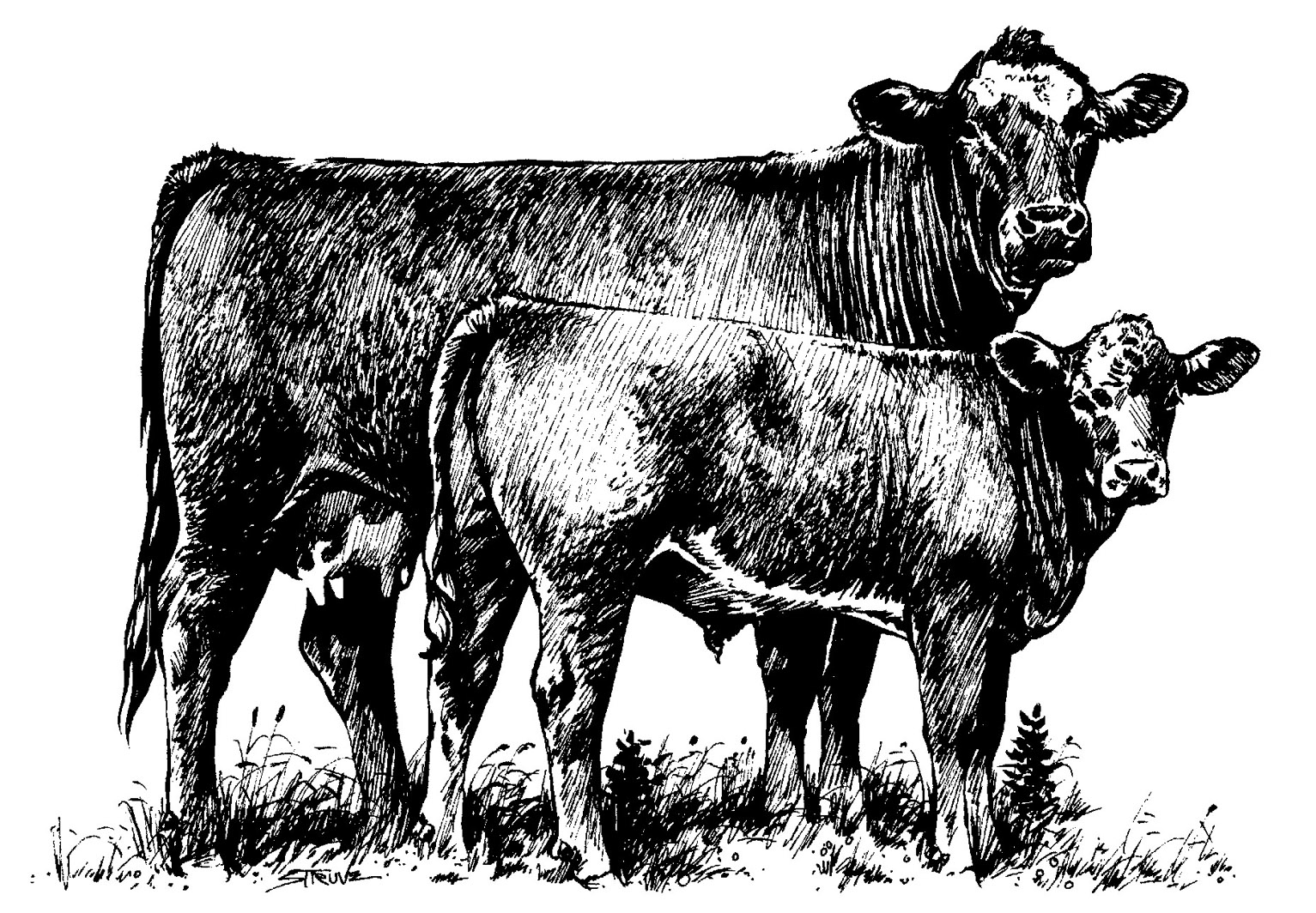 Beef Cow Clip Art N11 free image.