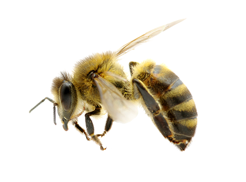 Bee PNG image, free bee picture PNG download.