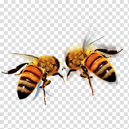 Two honey bees, Apidae Queen bee Icon, HD bee transparent background.