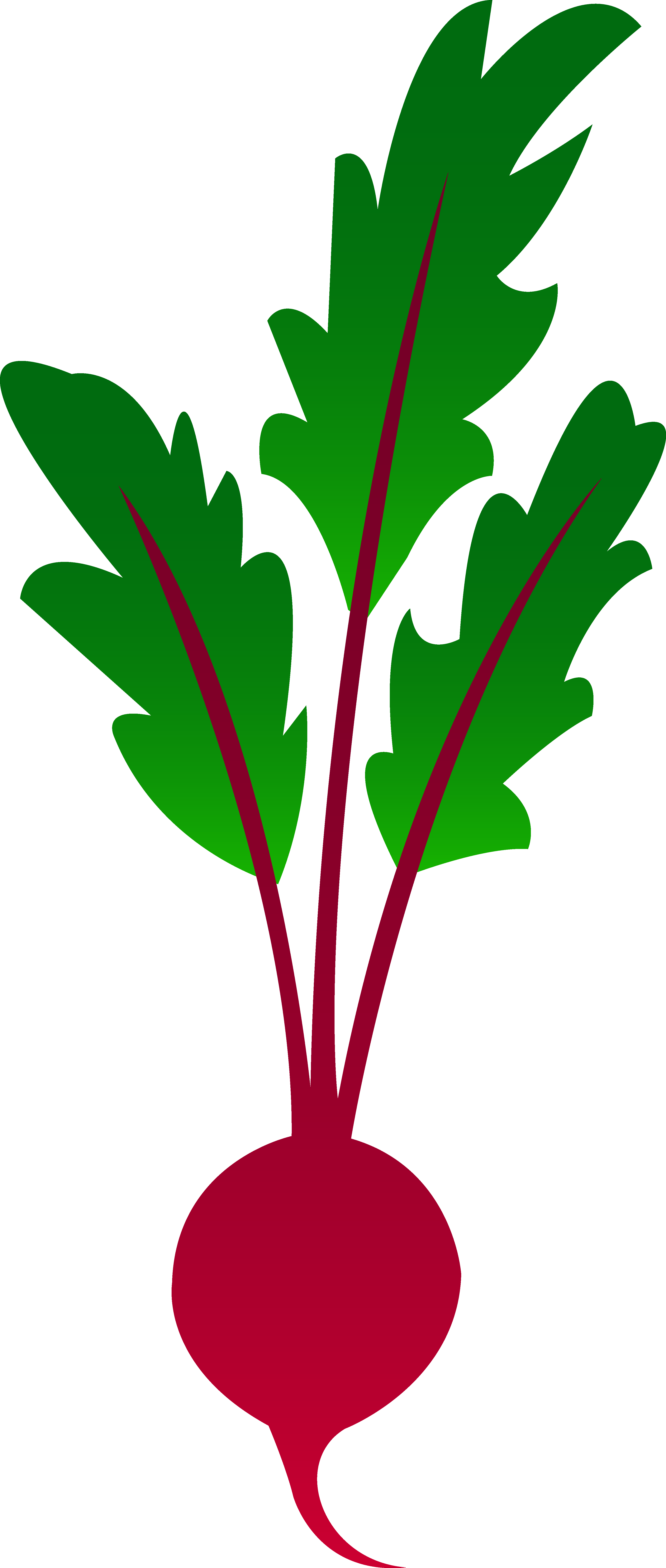 Beet clipart 20 free Cliparts | Download images on Clipground 2021