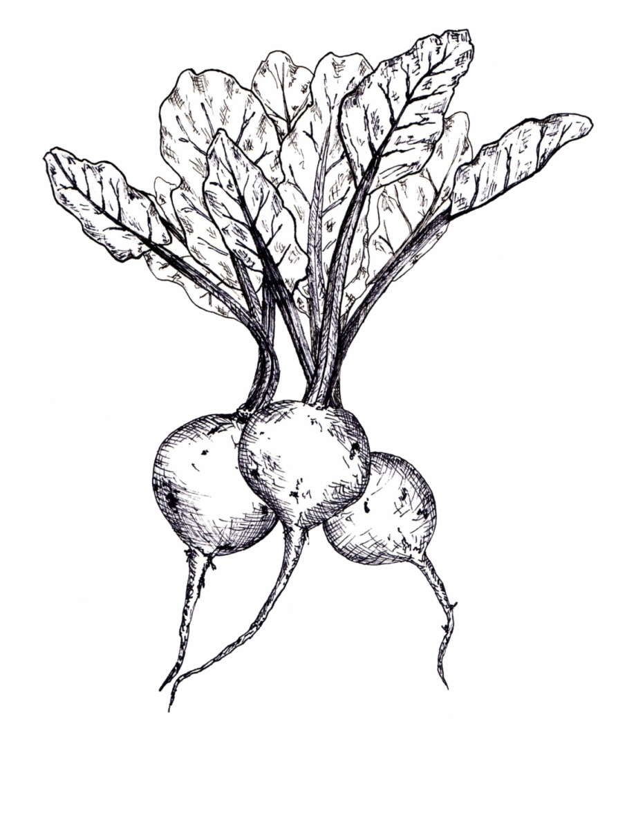 Free Beet Clipart Black And White, Download Free Clip Art.