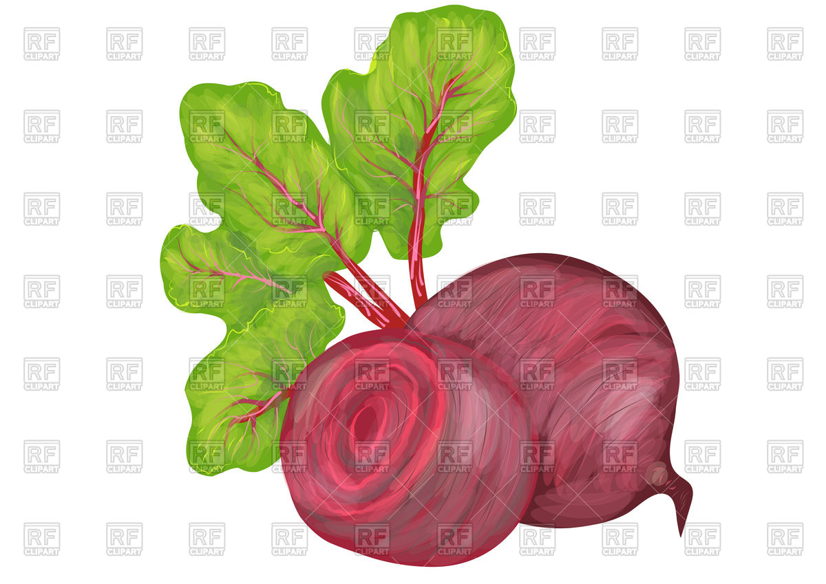 Beetroot with leaves Vector Image #106398.