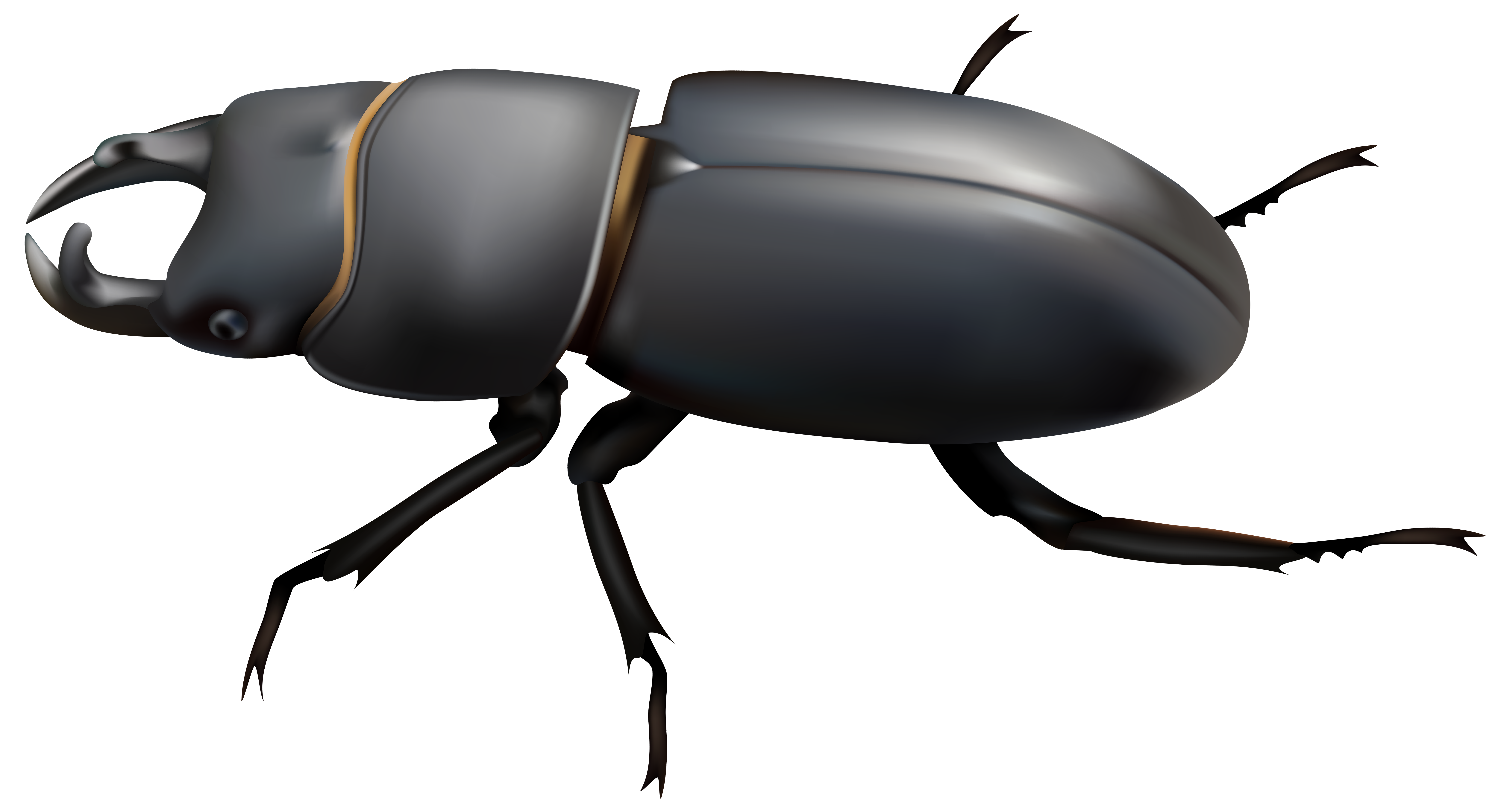 Beetle PNG Clip Art.