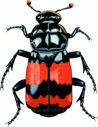 http://www.cksinfo.com/clipart/animals/insects/beetles/big.