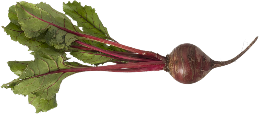Beet PNG images free download.