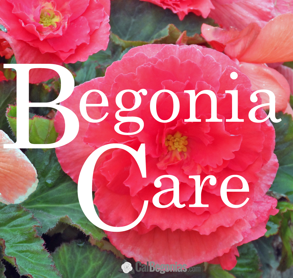 Begonia Care: Customer Questions.