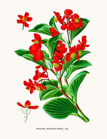 Begonia Clip Art, Vector Images & Illustrations.