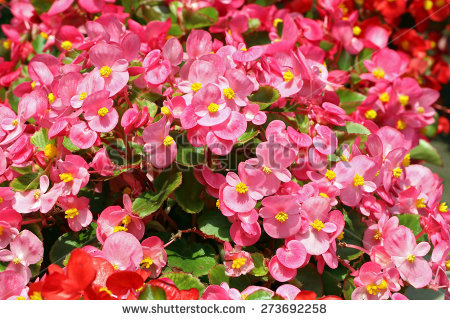 Semperflorens Stock Photos, Royalty.