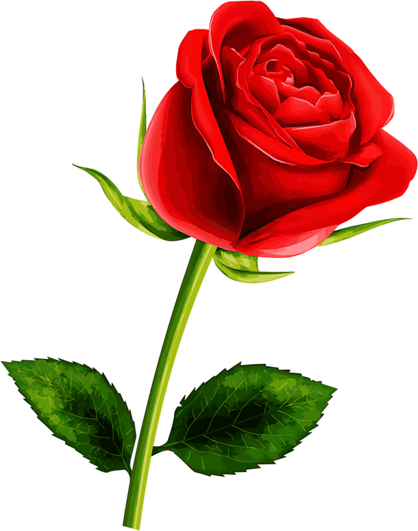Soledad Red Flowers, Pretty Flowers, Red Roses, Single.
