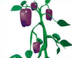 Free Bell Pepper Plants Clipart.