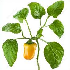 Free Bell Pepper Plants Clipart.