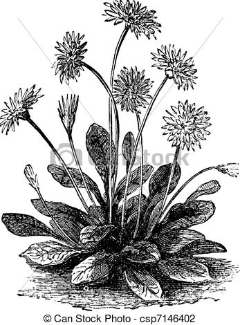 Vector Illustration of Daisy or Bellis perennis, vintage engraving.
