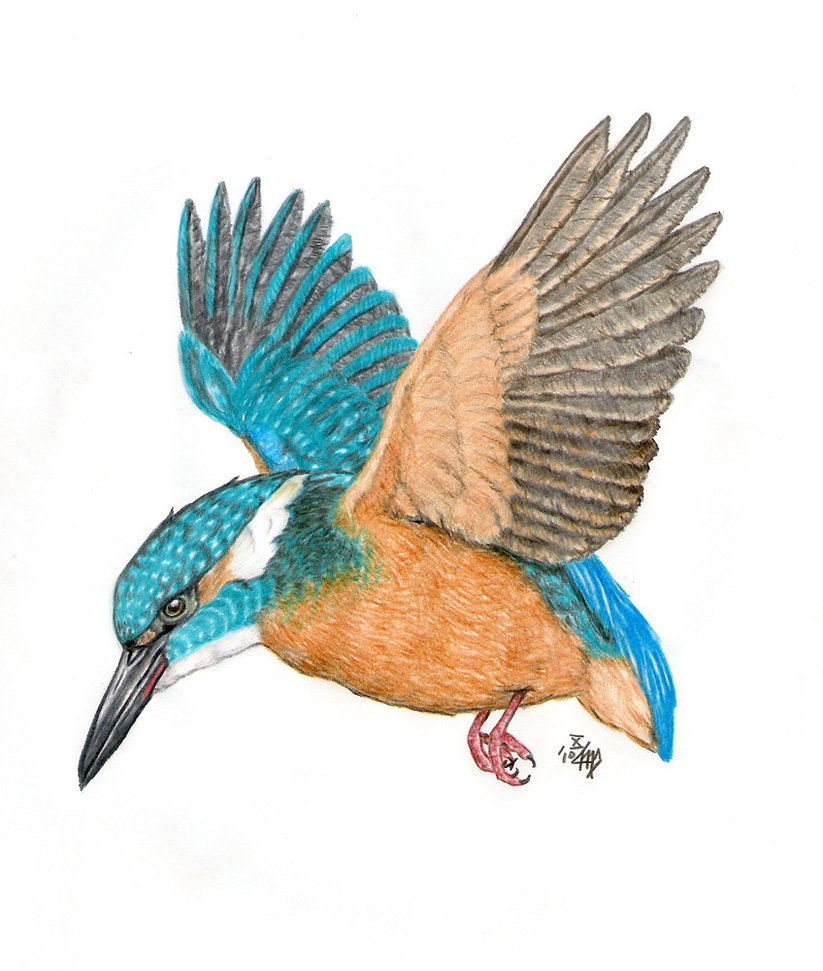 Kingfisher Clipart.