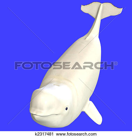 Clipart of whitle adult male beluga whale k2317481.
