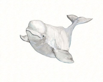 Baby Beluga Clipart.
