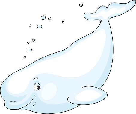 Beluga Whale Clipart.