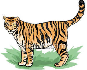 Bengal Tiger.