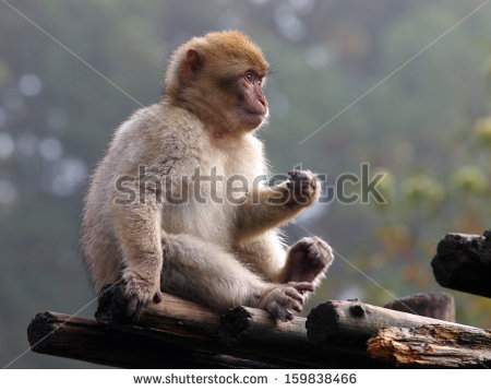 Gibraltar Monkey Stock Photos, Royalty.