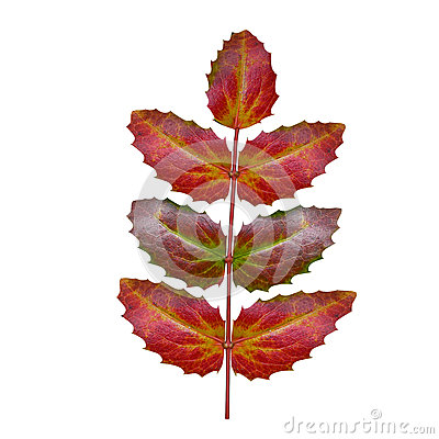 Oregon Grape Leaf Stock Illustration.