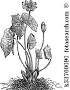Berberidaceae Clip Art EPS Images. 6 berberidaceae clipart vector.