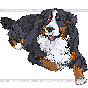 Bernese mountain dog clipart.