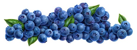 Free berry clipart.