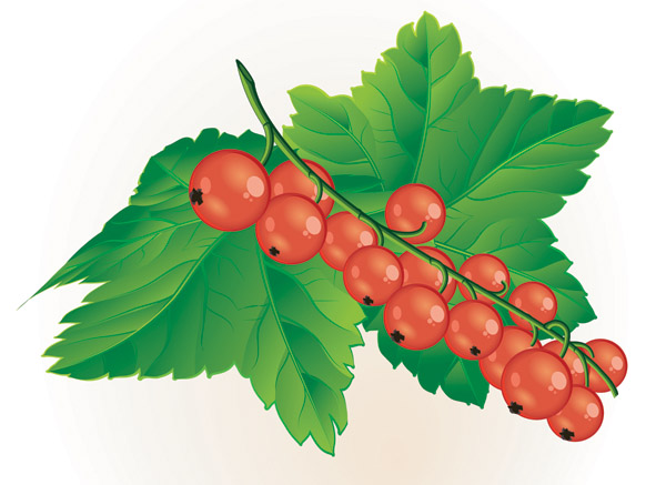 Clipart berries.