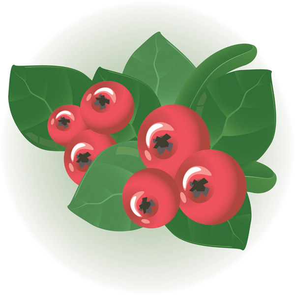 Small red berries clip art Free Vector / 4Vector.