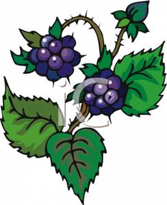 Blackberries On A Vine.