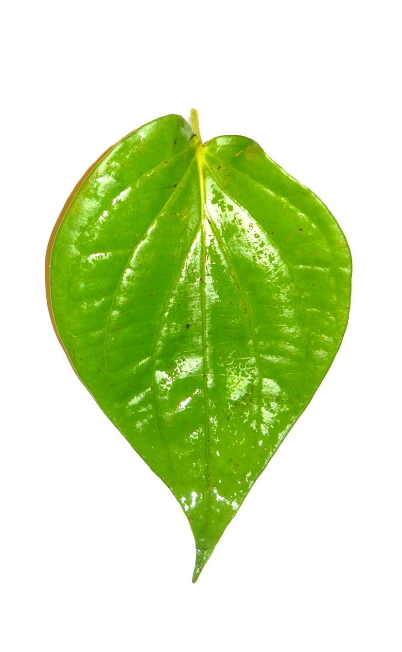 Betel leaf clipart.