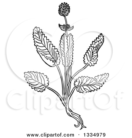Clipart of a Black and White Woodcut Herbal Medicinal Betony Plant.