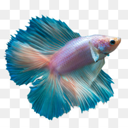 Betta Fish PNG and Betta Fish Transparent Clipart Free Download..