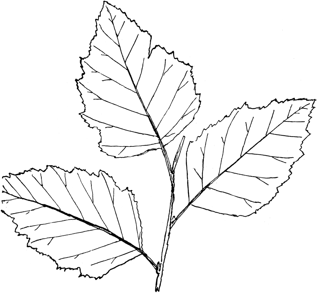 Birch leaf clipart.