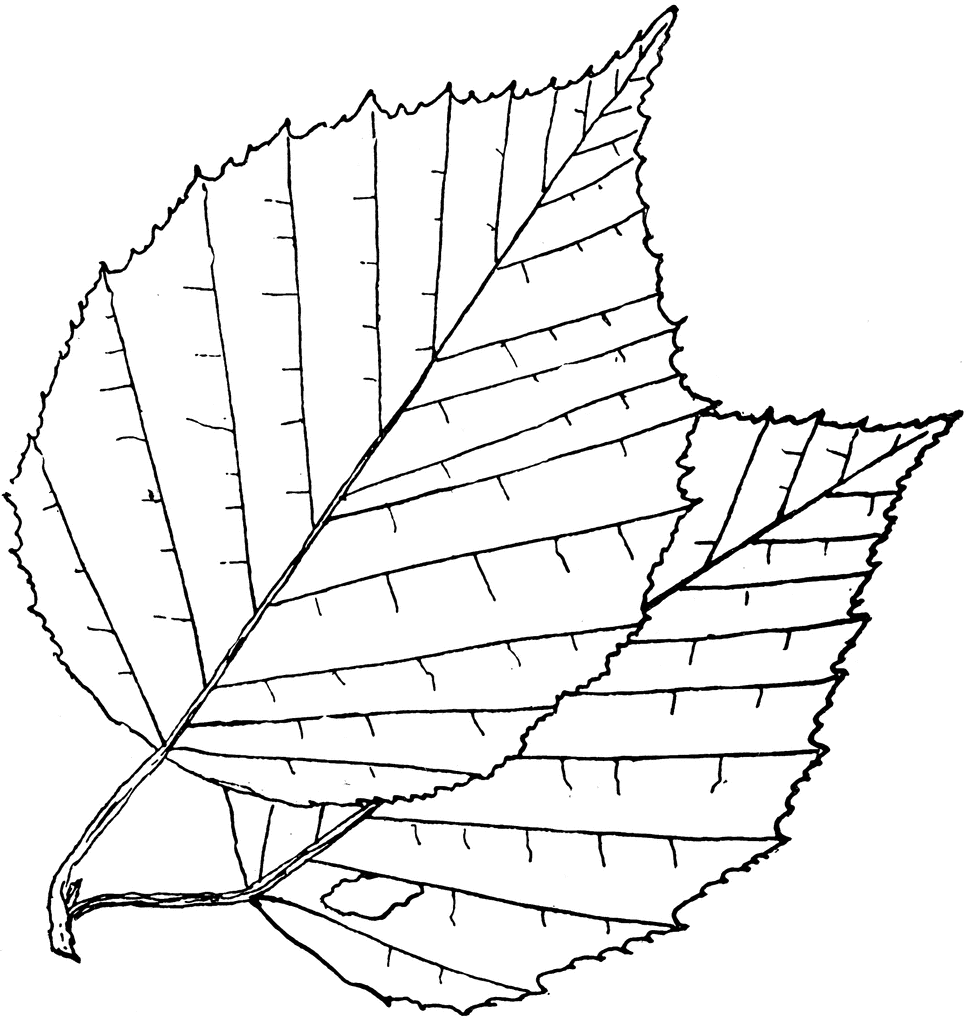 Birch leaf clip art.