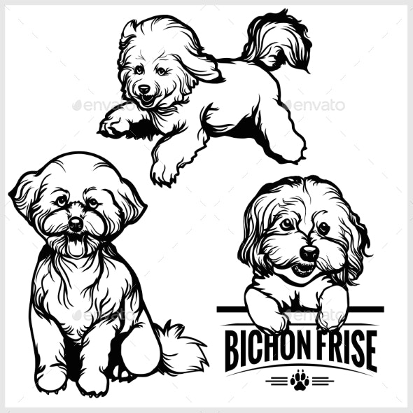 Bichon Frise Dog.